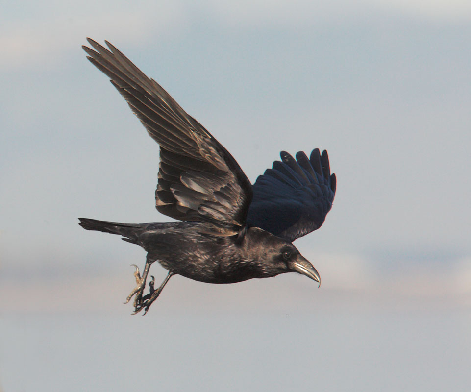 Common Raven, 1/15/09, Byxbee Park, Palo Alto