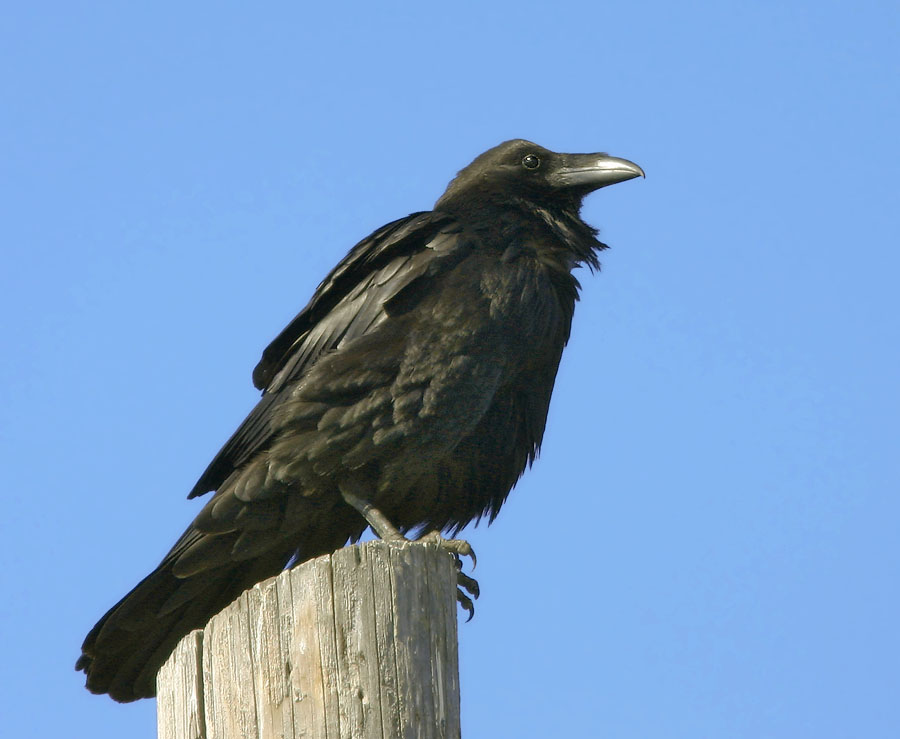 Common Raven, 6/20/04, Palo Alto Baylands Park