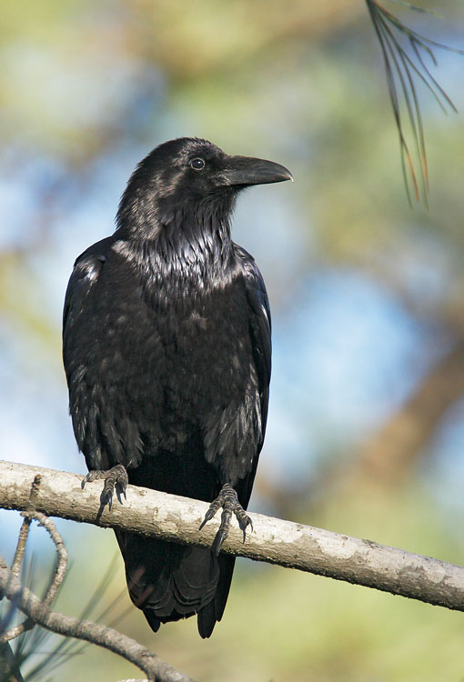 Common Raven, 1/13/08, Torrey Pines Park, San Diego Co