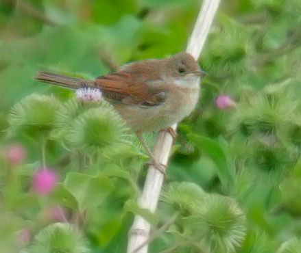 Common Whitethroat