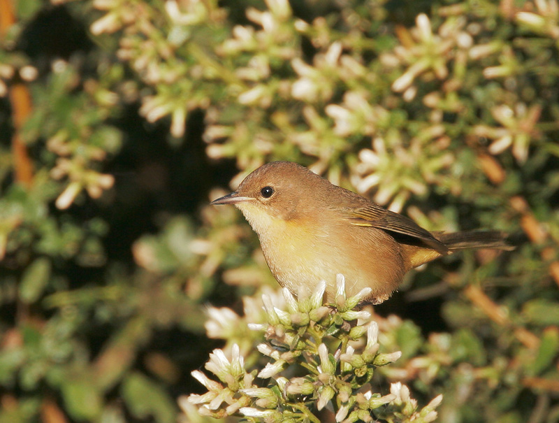Common Yellowthroat, female, 10/21/06, Monterey Dunes, Moss Landing, Monterey Co