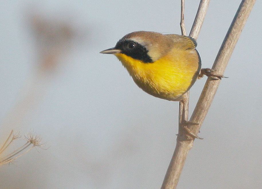 Common Yellowthroat, male, 9/25/07, Palo Alto Baylands