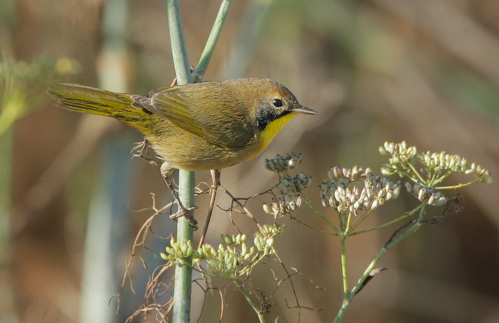 Common Yellowthroat, first winter male, 9/27/07, Palo Alto Baylands