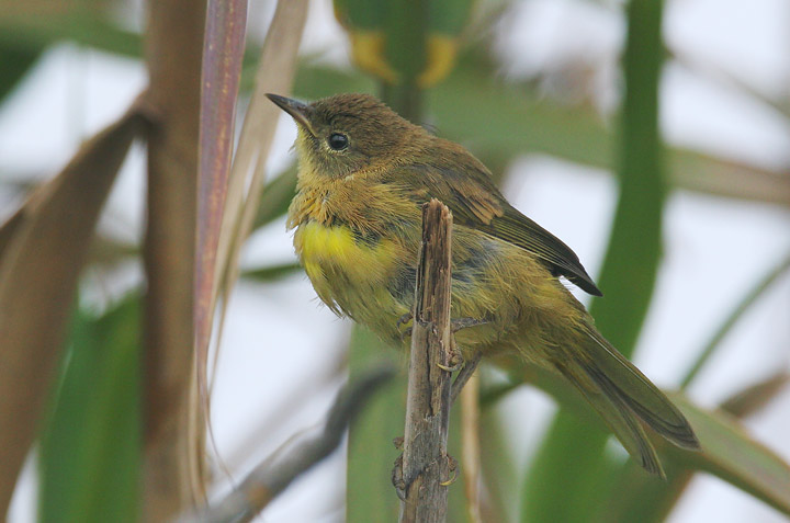 Common Yellowthroat, juvenile, 5/23/05, Salinas River NWR, Monterey Co