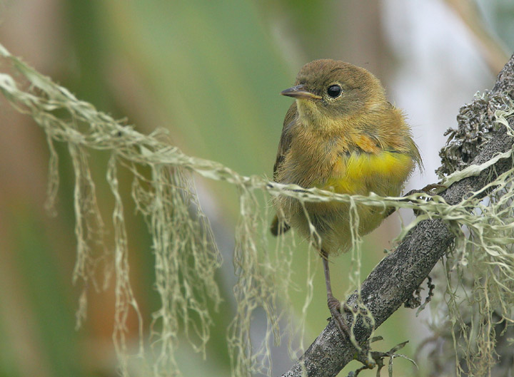 Common Yellowthroat, juvenile, 5/23/05, Salinas River NWR, Monterey Co
