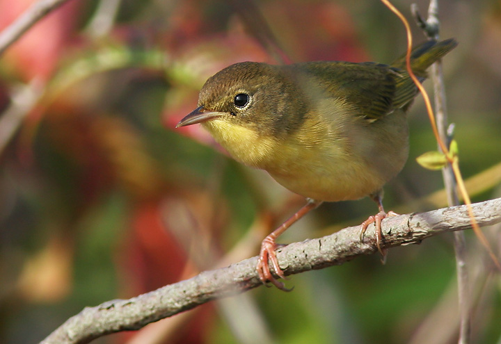 Common Yellowthroat, female, 9/17/05, Hammonasset Beach Park, Madison, CT
