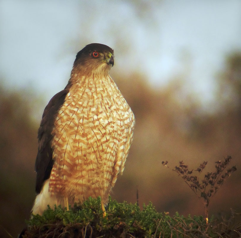 Cooper's Hawk