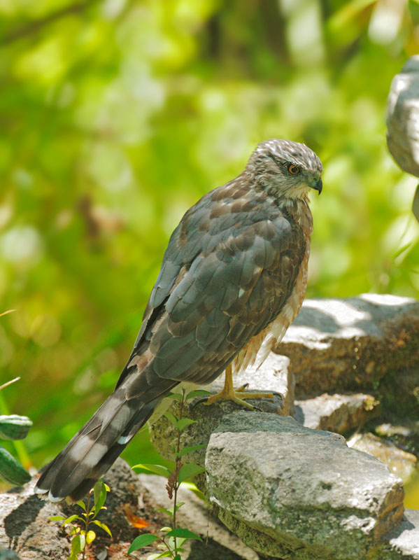Cooper's Hawk