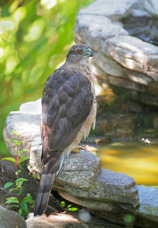 Cooper's Hawk