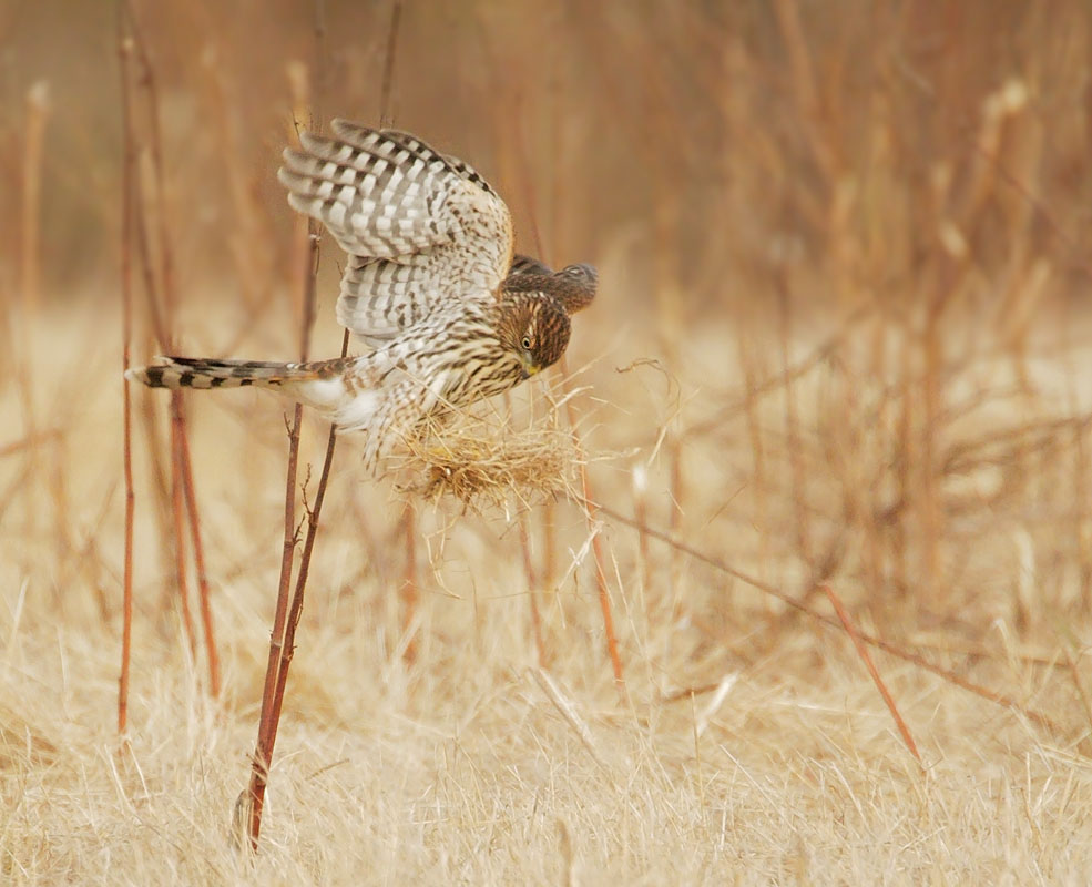 Cooper's Hawk