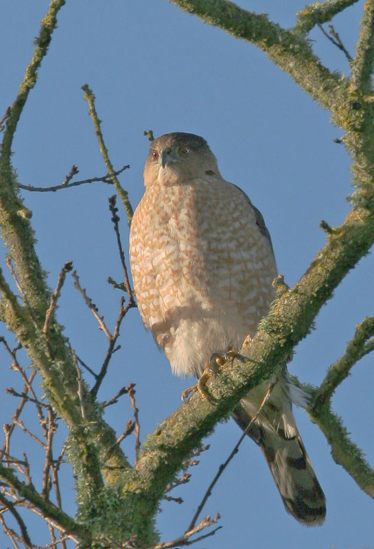 Cooper's Hawk, 3/5/05, Arastradero Preserve