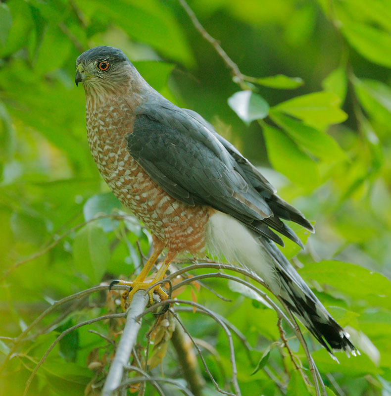 Cooper's Hawk