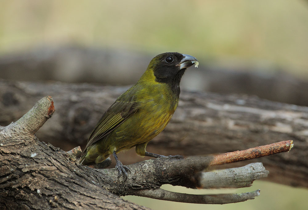 Crimson-collared Grosbeak