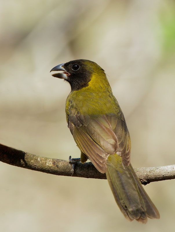 Crimson-collared Grosbeak