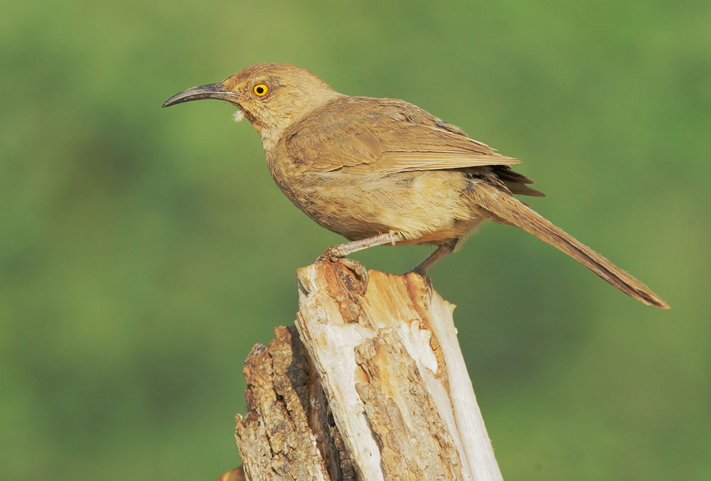 Curve-billed Thrasher