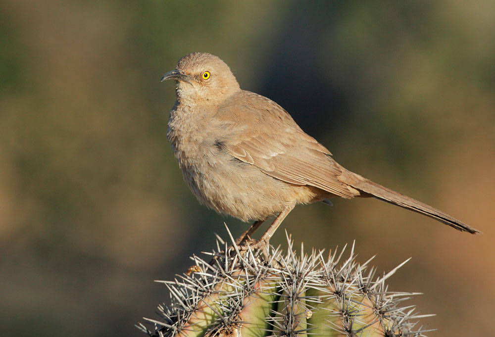 Curve-billed Thrasher