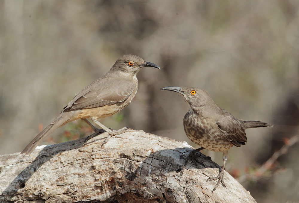 Curve-billed Thrashers