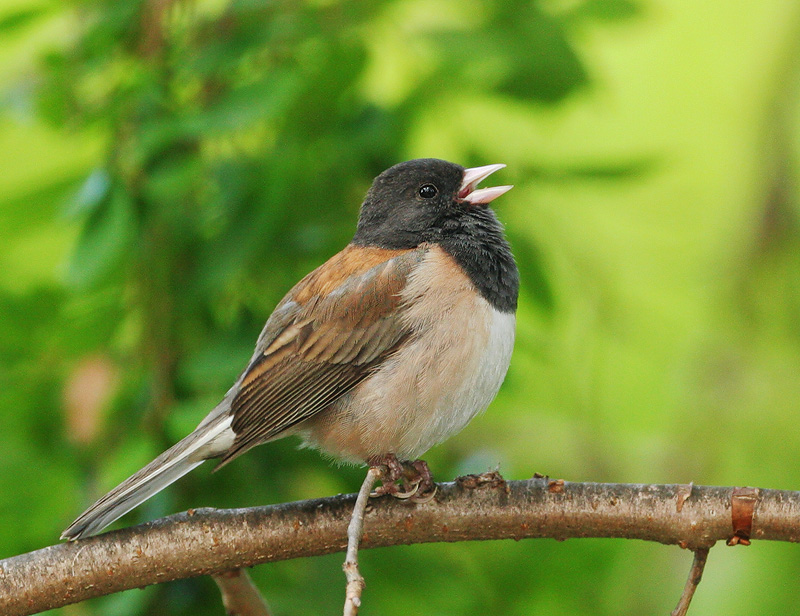 Dark-eyed Junco
