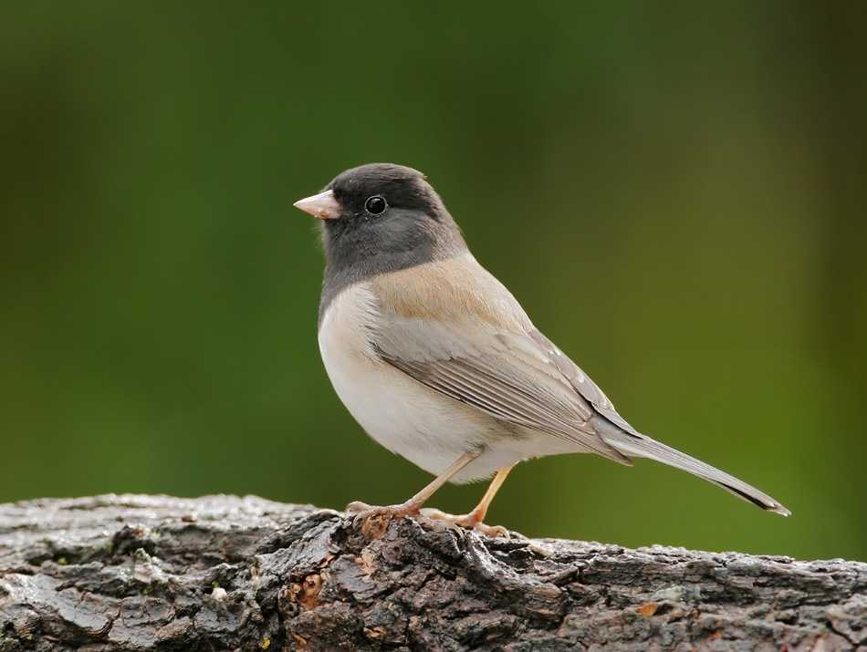 Dark-eyed Junco