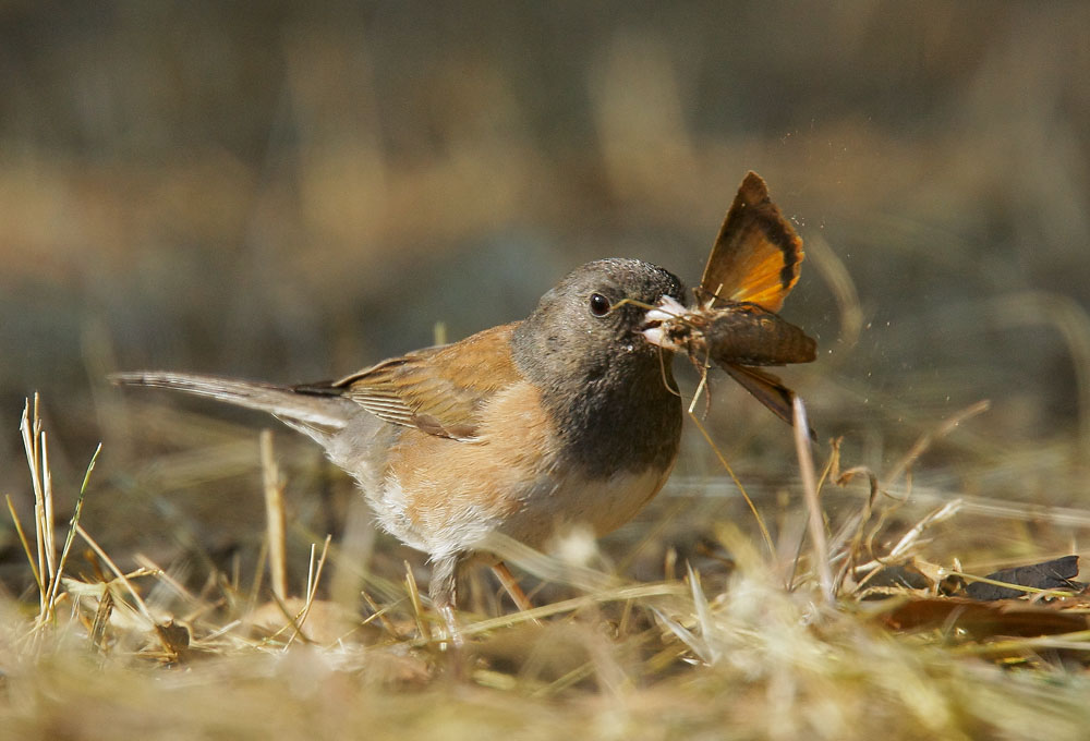 Dark-eyed Junco
