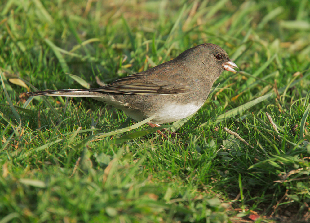 Dark-eyed Junco
