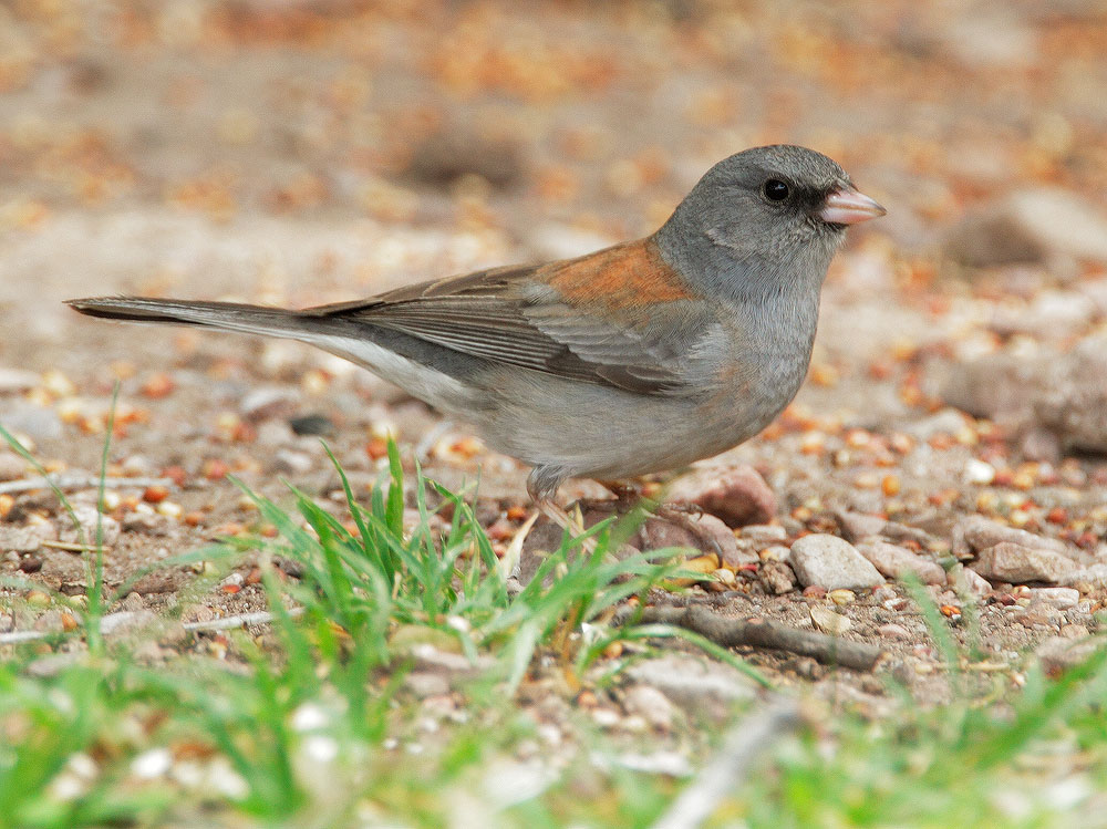 Dark-eyed Junco