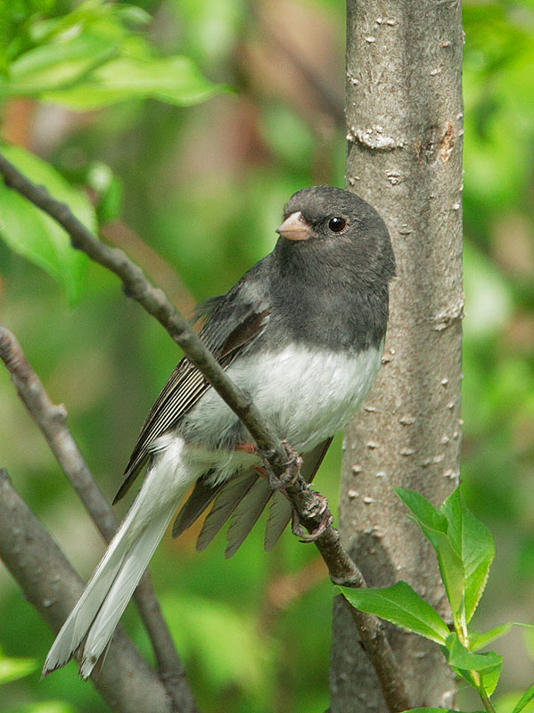 Dark-eyed Junco