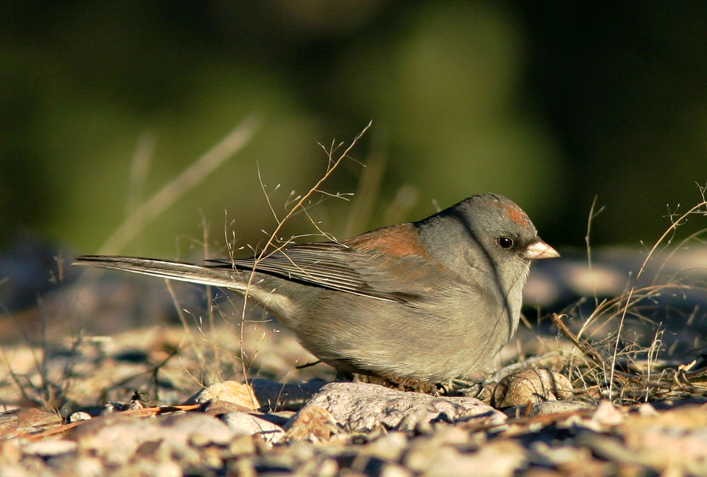 Dark-eyed Junco