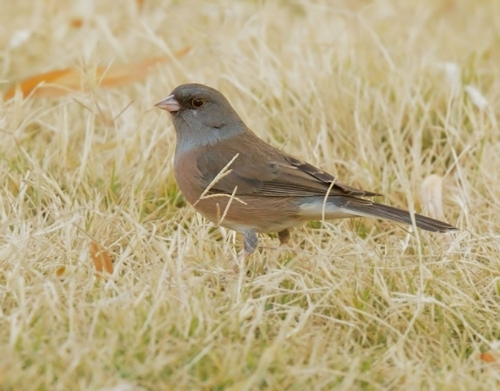 Dark-eyed Junco