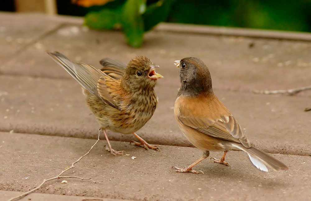 Dark-eyed Juncos