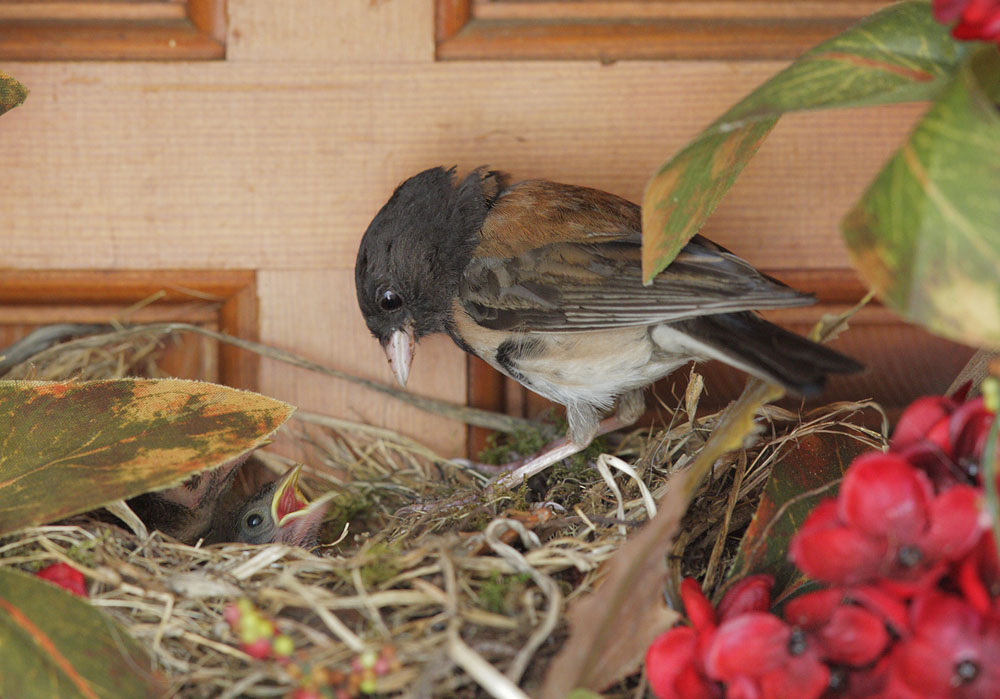 Dark-eyed Juncos