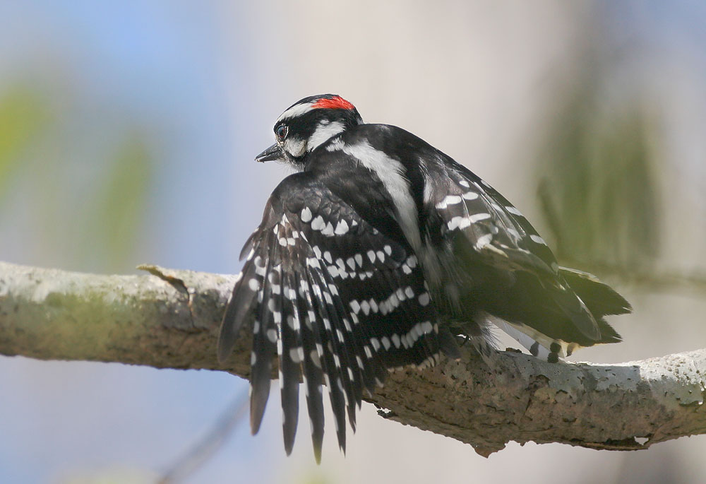 Downy Woodpecker
