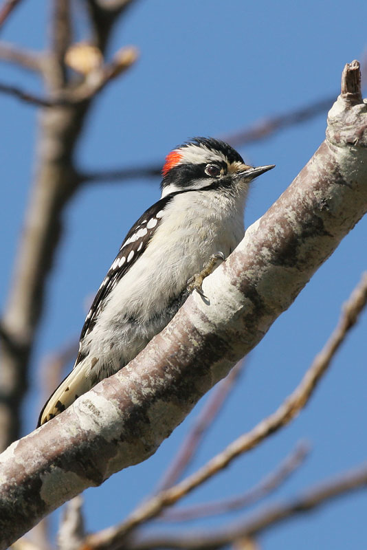 Downy Woodpecker