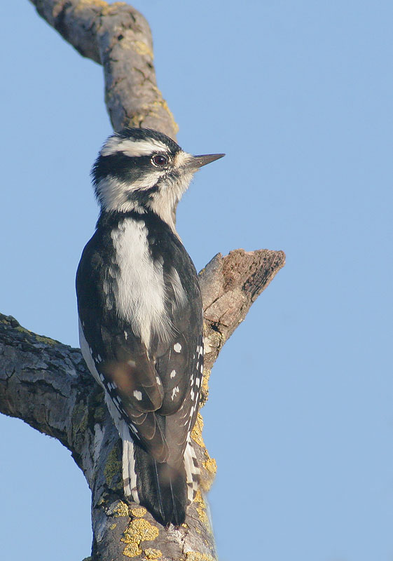 Downy Woodpecker