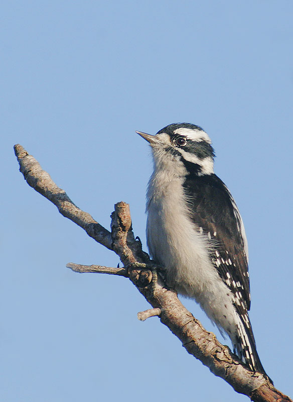 Downy Woodpecker