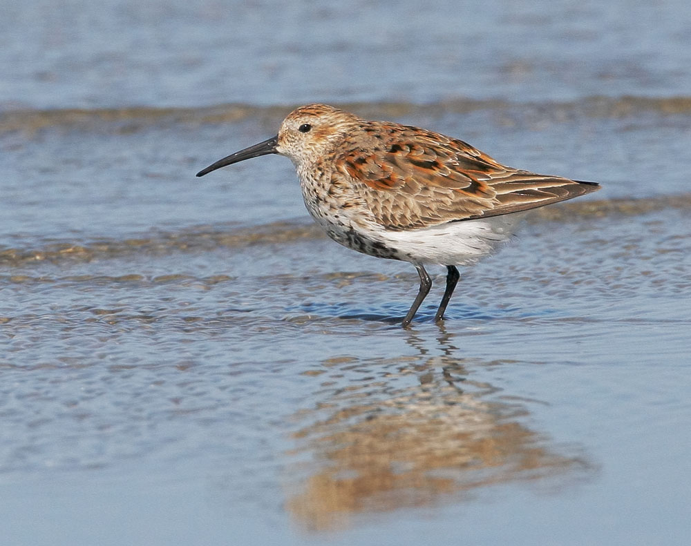 Dunlin