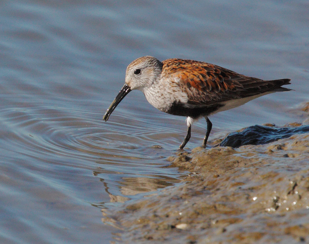 Dunlin