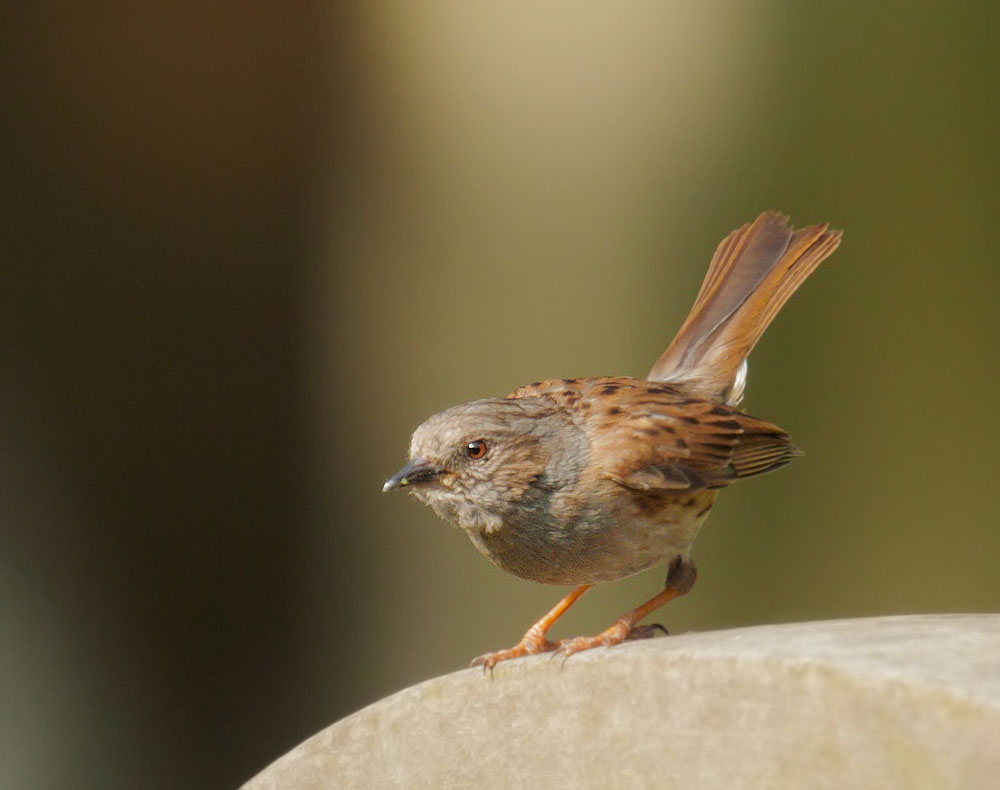 Dunnock