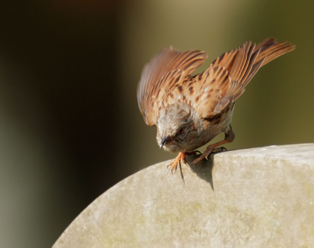 Dunnock