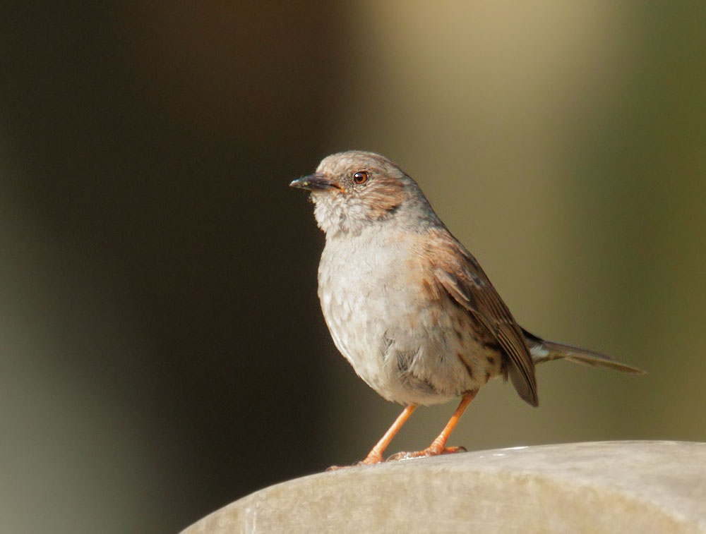 Dunnock