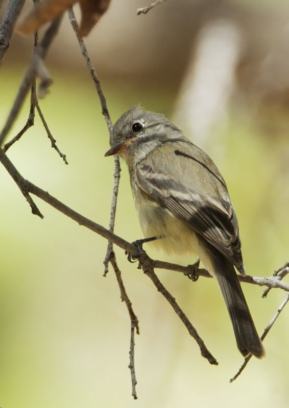 Dusky Flycatcher