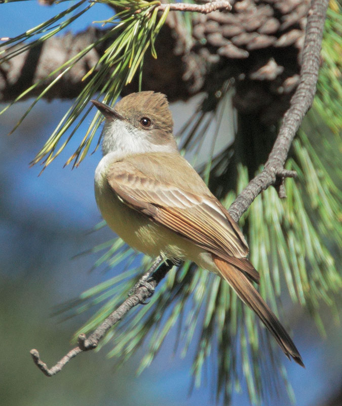 Dusky-capped Flycatcher