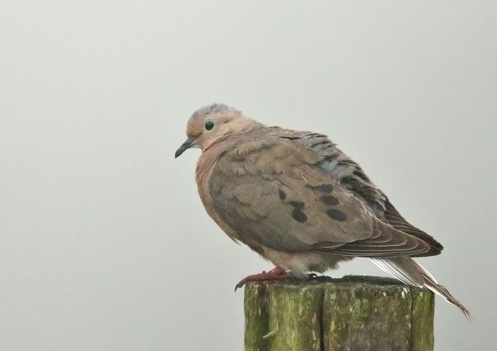 Eared Dove