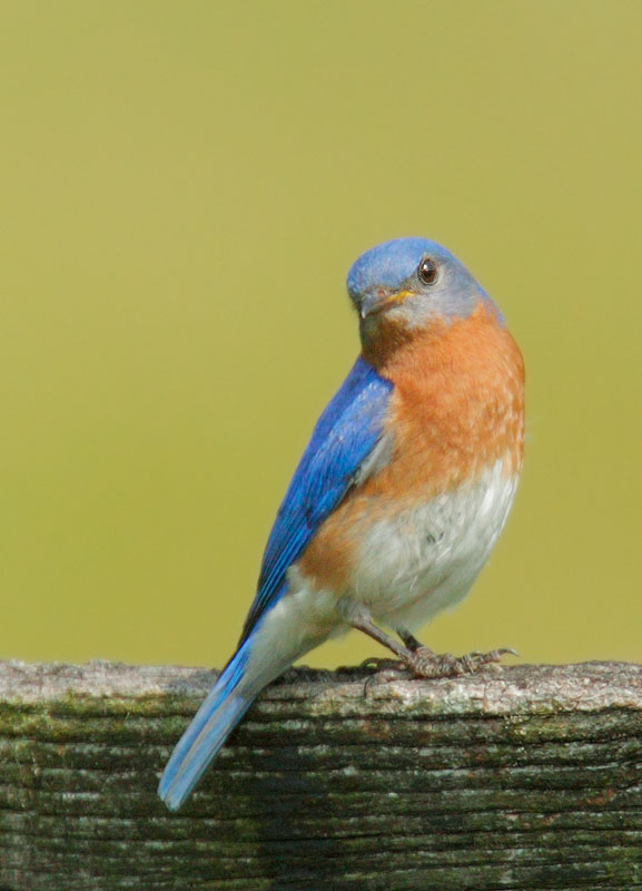 Eastern Bluebird