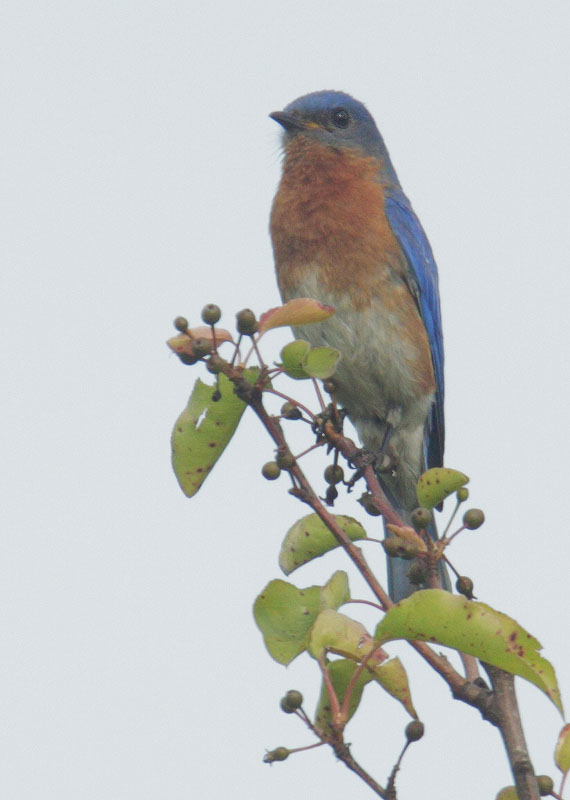 Eastern Bluebird
