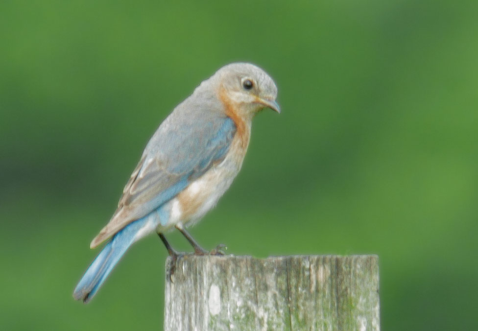 Eastern Bluebird