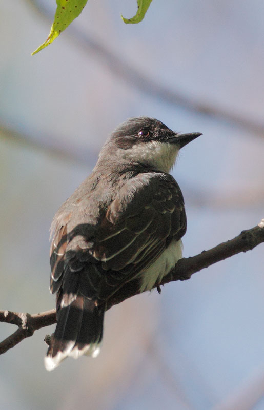 Eastern Kingbird