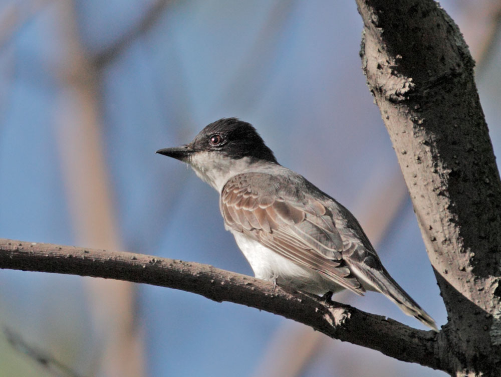 Eastern Kingbird