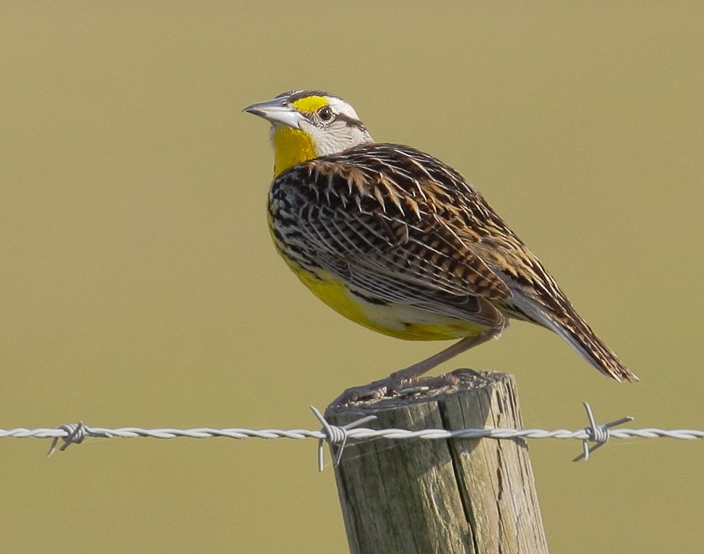 Eastern Meadowlark