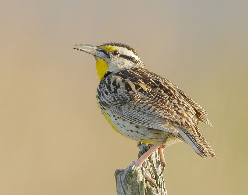 EasternMeadowlarkp